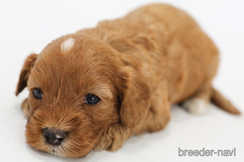 成約済の神奈川県のキャバプー:キャバリア×トイプードル-321451の3枚目